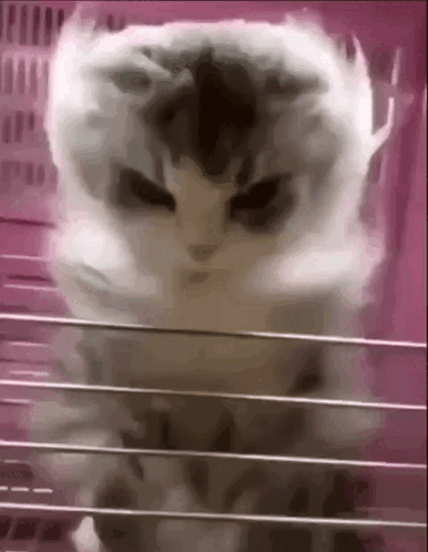 Np2l.gif